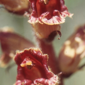 Photographie n°93350 du taxon Orobanche gracilis Sm. [1798]