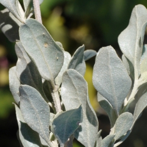 Photographie n°93354 du taxon Atriplex halimus L. [1753]