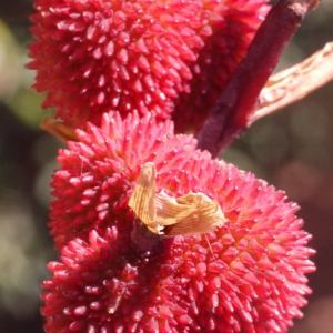  - Canna indica L. [1753]