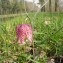  Brendan Alligand - Fritillaria meleagris L.