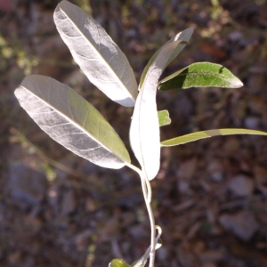 Photographie n°93366 du taxon Elaeagnus angustifolia L. [1753]