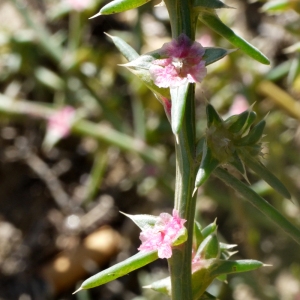 Photographie n°93375 du taxon Salsola kali L. [1753]