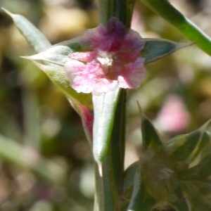 Photographie n°93376 du taxon Salsola kali L. [1753]