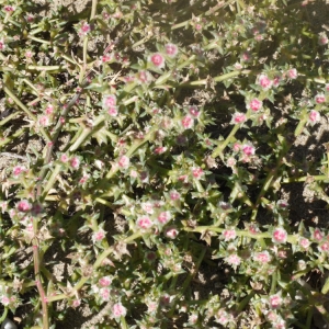 Photographie n°93377 du taxon Salsola kali L. [1753]