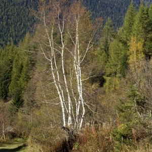  - Betula pendula Roth [1788]