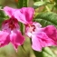  Marie  Portas - Impatiens glandulifera Royle