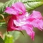  Marie  Portas - Impatiens glandulifera Royle