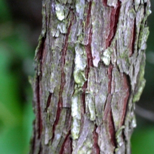 Photographie n°93430 du taxon Arbutus unedo L. [1753]