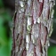  Liliane Roubaudi - Arbutus unedo L. [1753]