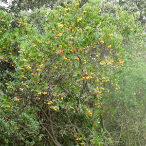 Photographie n°93432 du taxon Arbutus unedo L. [1753]