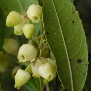 Photographie n°93437 du taxon Arbutus unedo L. [1753]