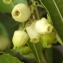  Liliane Roubaudi - Arbutus unedo L. [1753]