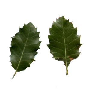 Photographie n°93448 du taxon Quercus coccifera L. [1753]