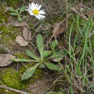 Photographie n°93454 du taxon Bellis perennis L. [1753]