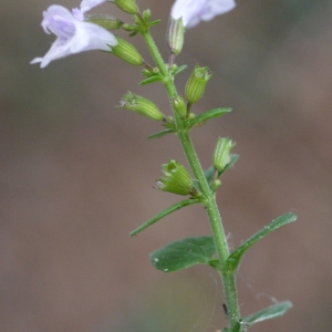 Photographie n°93458 du taxon Calamintha officinalis Moench [1794]