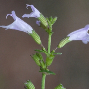 Photographie n°93459 du taxon Calamintha officinalis Moench [1794]