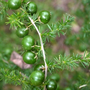 Photographie n°93472 du taxon Asparagus acutifolius L. [1753]