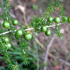 Photographie n°93473 du taxon Asparagus acutifolius L. [1753]