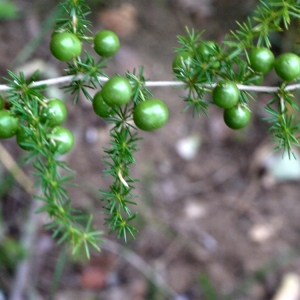 Photographie n°93474 du taxon Asparagus acutifolius L. [1753]