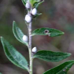 Photographie n°93475 du taxon Lithospermum officinale L. [1753]