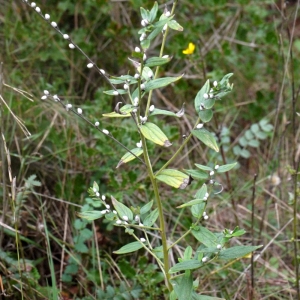 Photographie n°93479 du taxon Lithospermum officinale L. [1753]