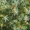  Liliane Roubaudi - Juniperus oxycedrus L. [1753]