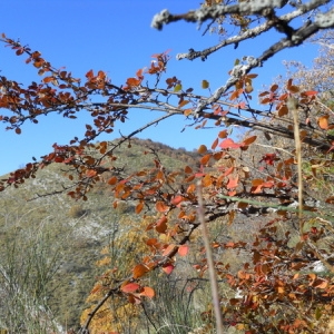  - Cotoneaster raboutensis Flinck, Fryer, Garraud, Hylmö & Zeller [1998]