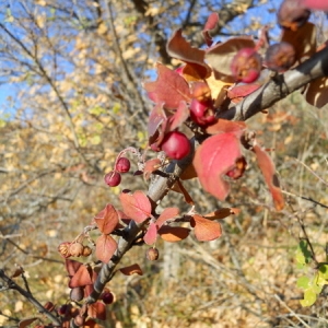 Cotoneaster raboutensis Flinck, Fryer, Garraud, Hylmö & Zeller (Cotonéaster de Rabou)