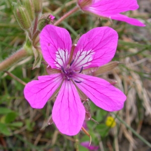 Photographie n°93488 du taxon Erodium manescavii Coss. [1847]