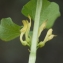  Liliane Roubaudi - Aristolochia clematitis L.