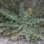  Liliane Roubaudi - Verbascum sinuatum L. [1753]