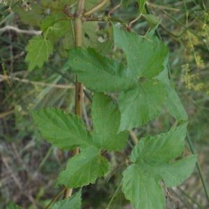 Photographie n°93534 du taxon Humulus lupulus L. [1753]