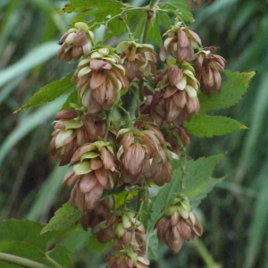 Photographie n°93537 du taxon Humulus lupulus L. [1753]