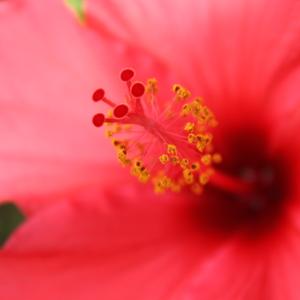 Photographie n°93544 du taxon Hibiscus rosa-sinensis L. [1753]