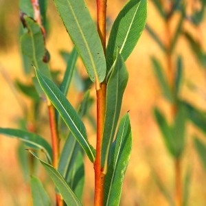 Salix purpurea subsp. lambertiana Neuman ex Rech.f. (Saule de Lambert)