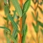  Marie  Portas - Salix purpurea subsp. lambertiana (Sm.) Macreight