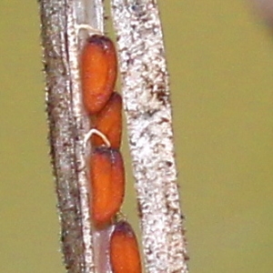 Photographie n°93576 du taxon Erysimum cheiranthoides L.