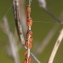  Marie  Portas - Erysimum cheiranthoides L.