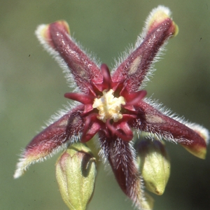 Periploca maculata Moench (Bourreau-des-arbres)