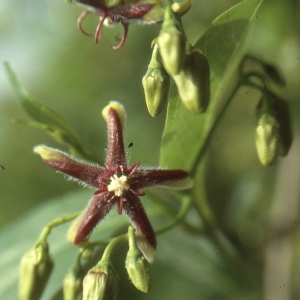 Photographie n°93636 du taxon Periploca graeca L. [1753]