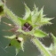  Marie  Portas - Stachys sylvatica L.