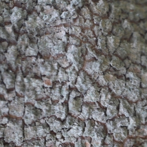 Photographie n°93658 du taxon Ficus carica L. [1753]