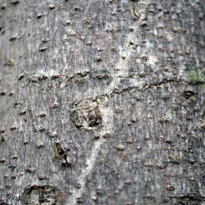 Photographie n°93659 du taxon Ficus carica L. [1753]