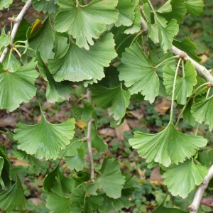 Photographie n°93697 du taxon Ginkgo biloba L. [1771]