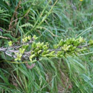 Photographie n°93709 du taxon Aconitum vulparia Rchb. [1819]