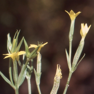 Photographie n°93715 du taxon Centaurium maritimum (L.) Fritsch [1907]