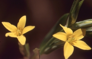 Liliane Roubaudi, le  6 mai 2004 (Bois de Palaison)