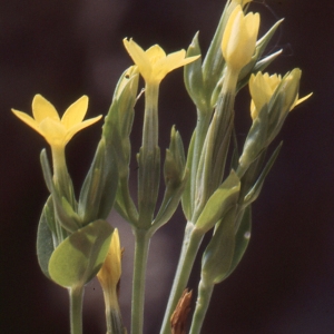 Photographie n°93718 du taxon Centaurium maritimum (L.) Fritsch [1907]