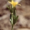  Liliane Roubaudi - Centaurium maritimum (L.) Fritsch [1907]