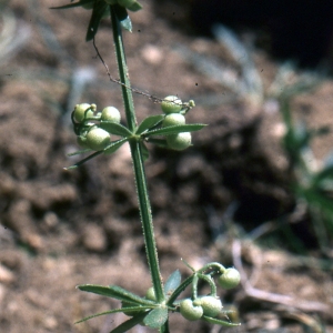 Photographie n°93725 du taxon Galium tricornutum Dandy [1957]